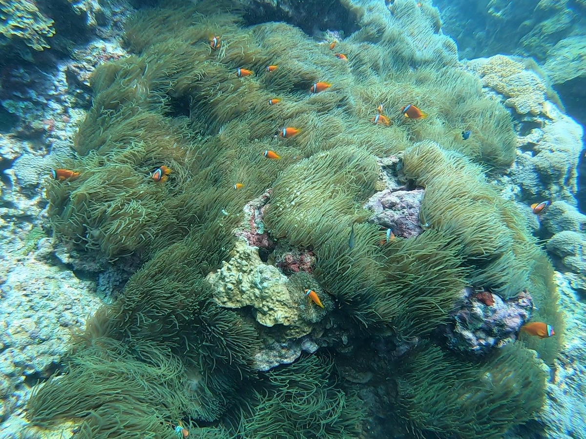 綠島自由潛水潛點 溫泉港 綠島自由潛水潛點 溫泉港