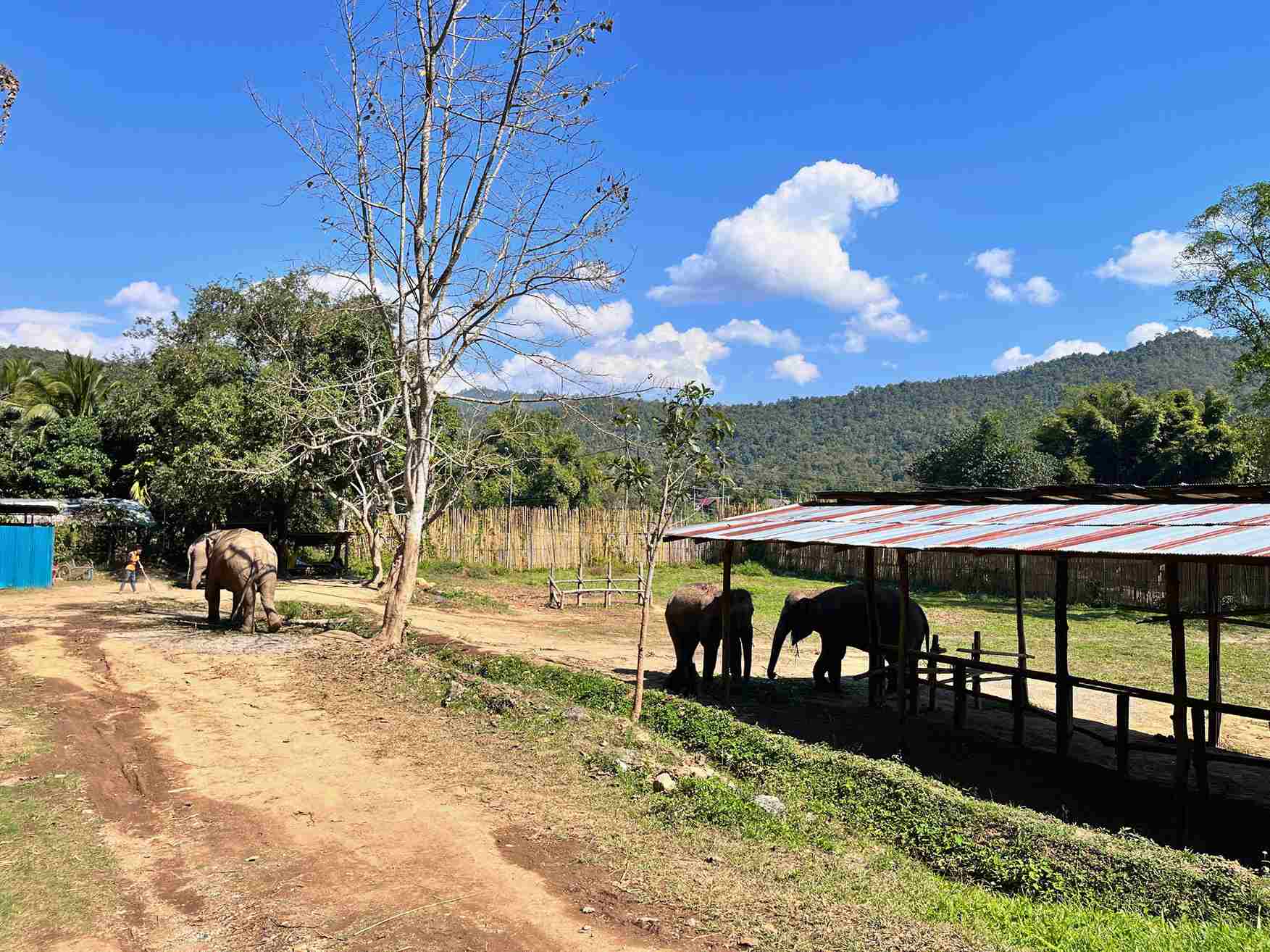 清邁大象友善體驗營Elephant Jungle Sanctuary