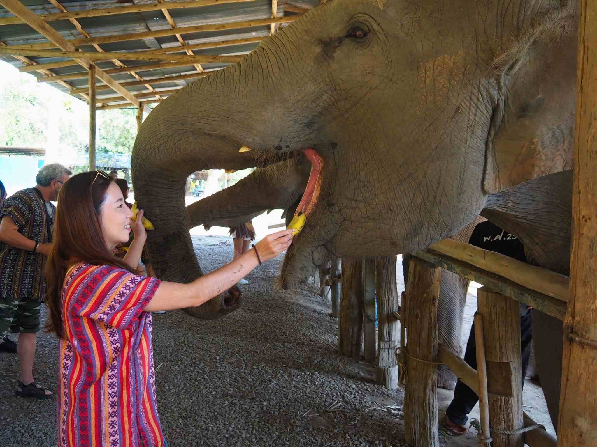 清邁大象友善體驗營Elephant Jungle Sanctuary餵食大象香蕉