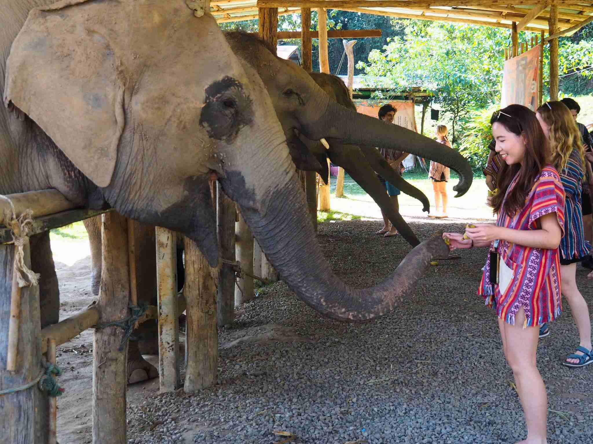 清邁大象友善體驗營Elephant Jungle Sanctuary餵食大象香蕉