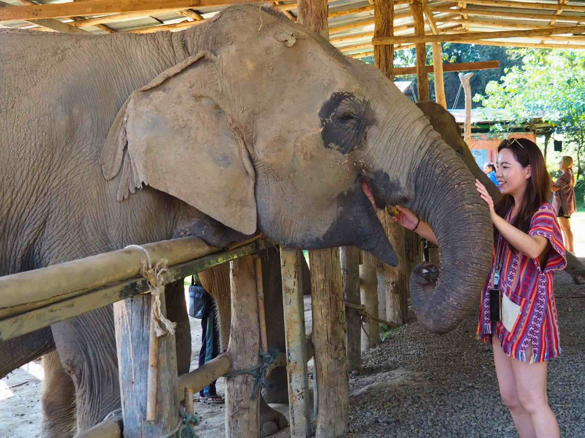 清邁大象友善體驗營Elephant Jungle Sanctuary餵食大象香蕉