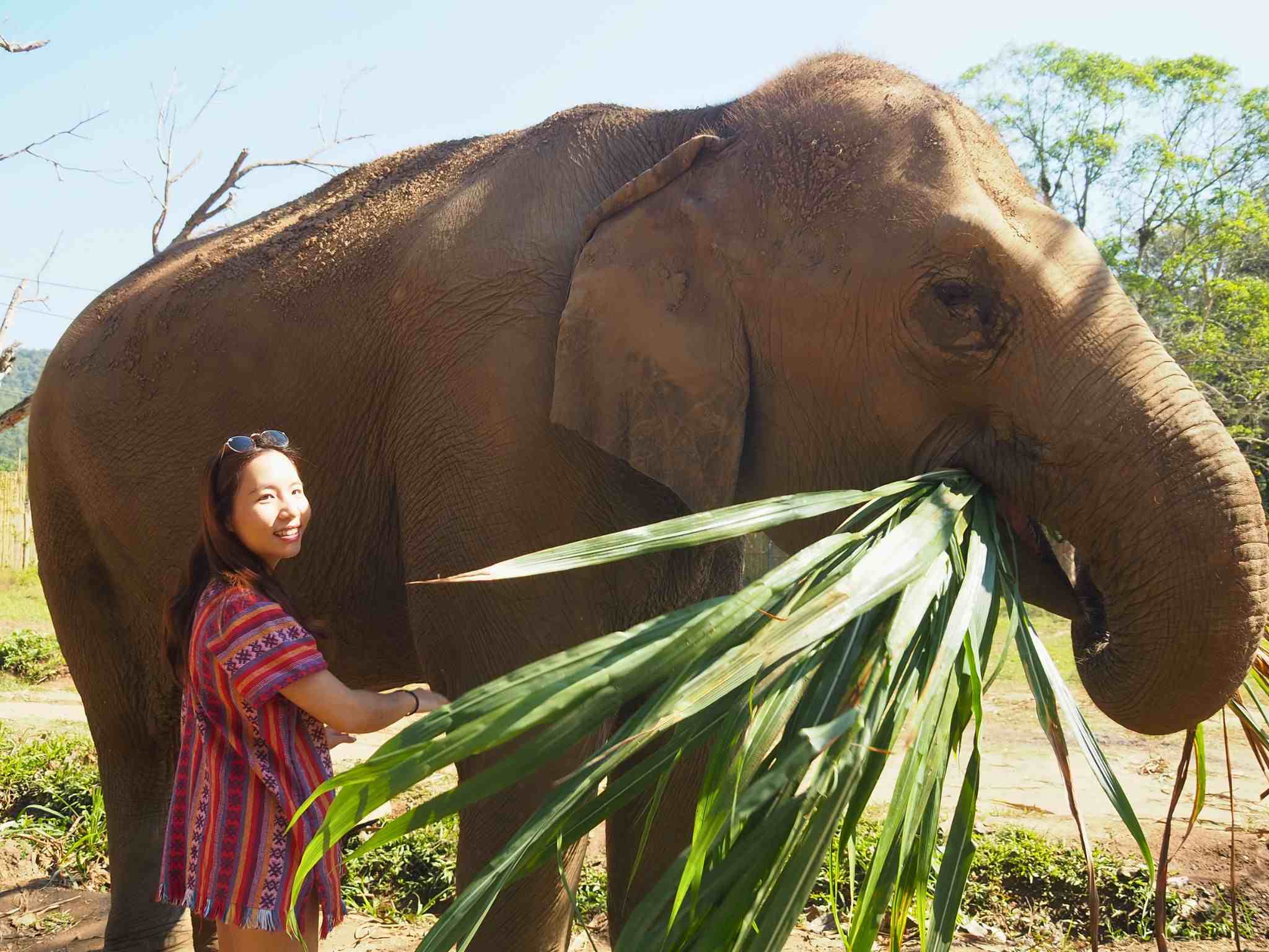 清邁大象友善體驗營Elephant Jungle Sanctuary餵食大象樹葉