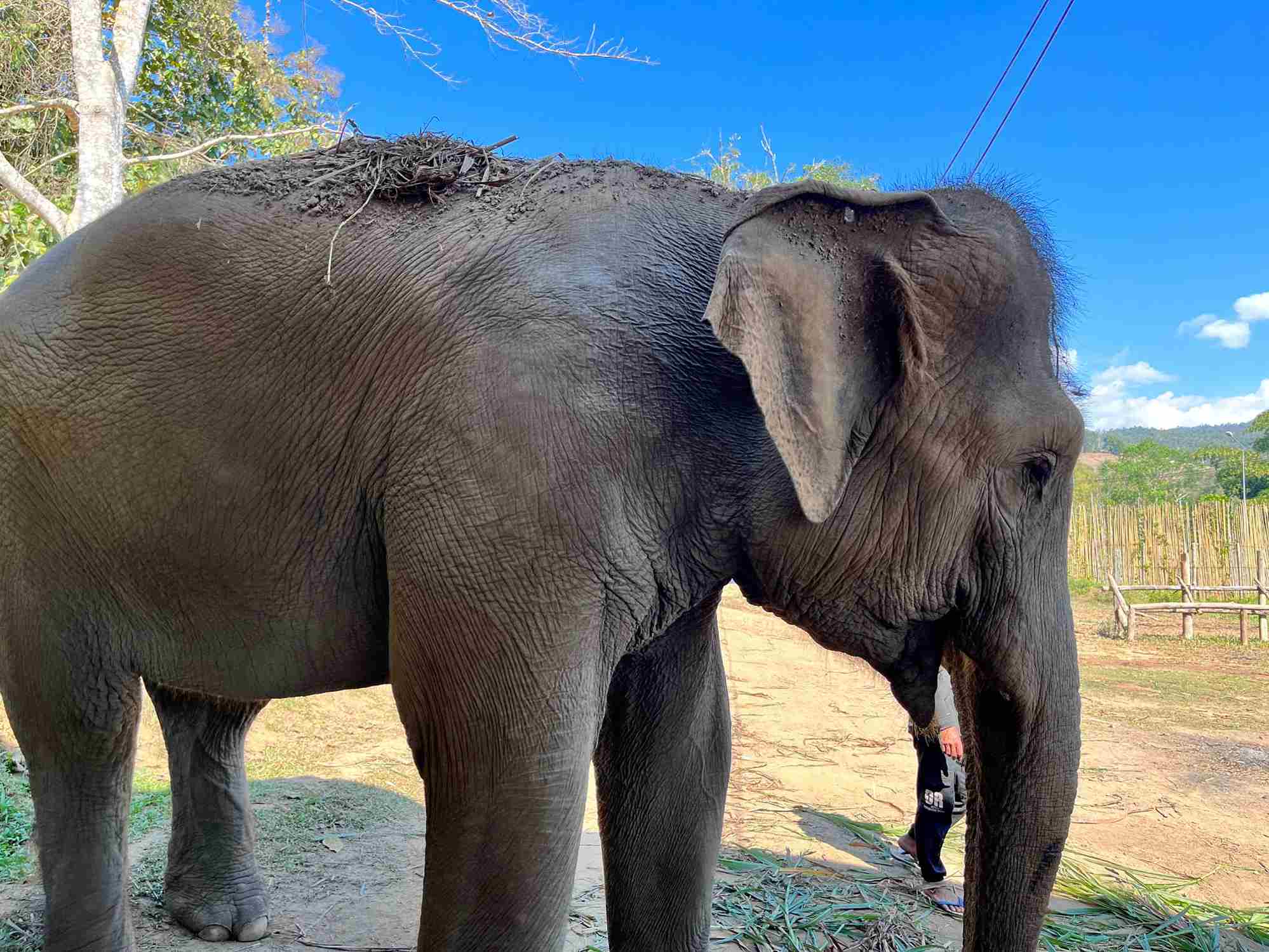 清邁大象友善體驗營Elephant Jungle Sanctuary