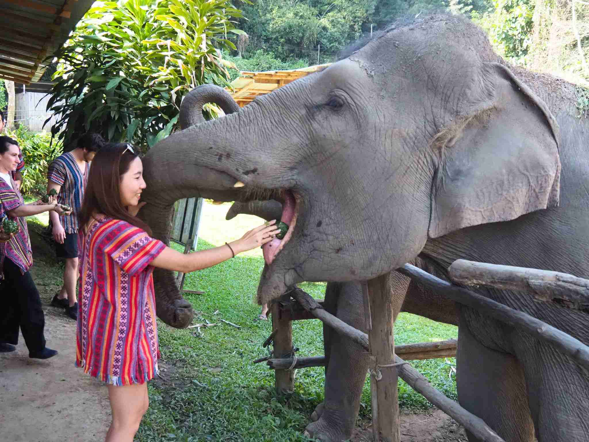 清邁大象友善體驗營Elephant Jungle Sanctuary餵食手工藥草丸子