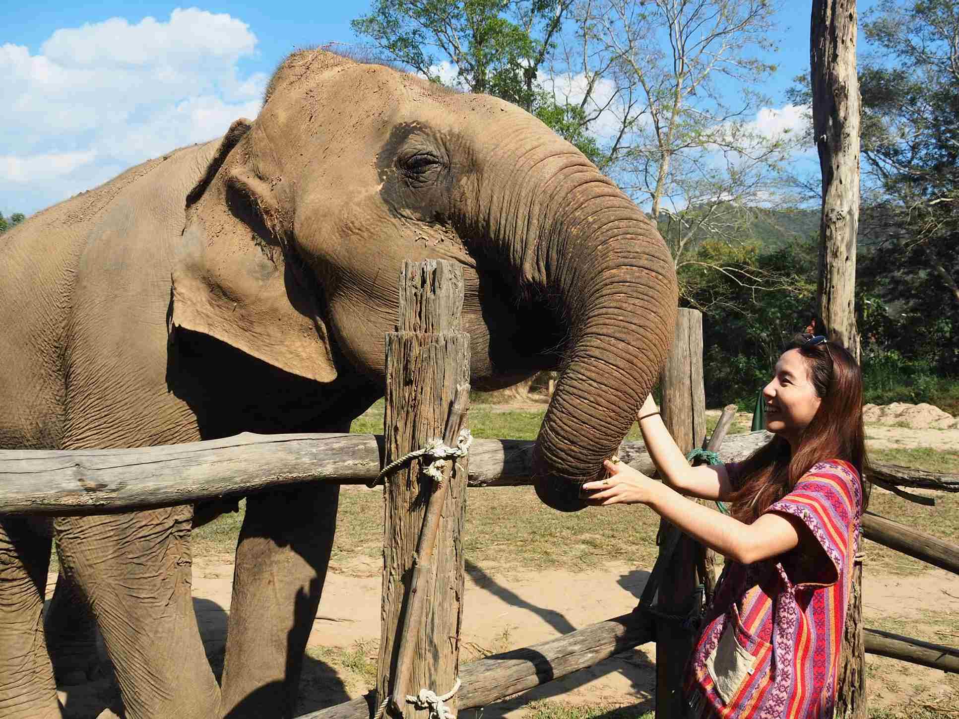 清邁大象友善體驗營Elephant Jungle Sanctuary餵食手工藥草丸子