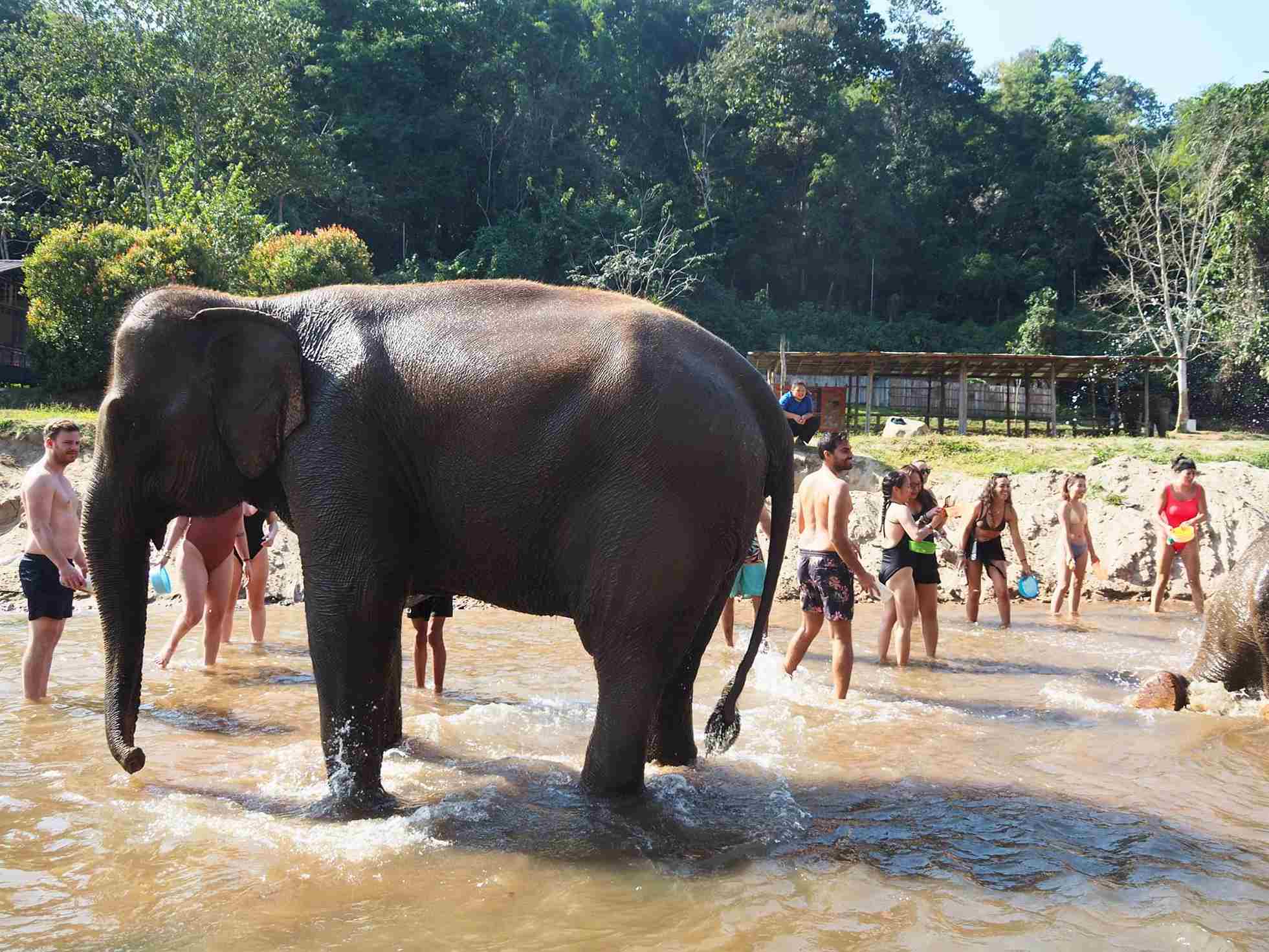 清邁大象友善體驗營Elephant Jungle Sanctuary大象洗澡玩泥巴浴