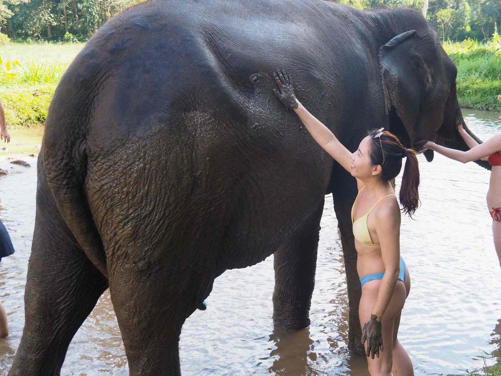 清邁大象友善體驗營Elephant Jungle Sanctuary大象洗澡玩泥巴浴