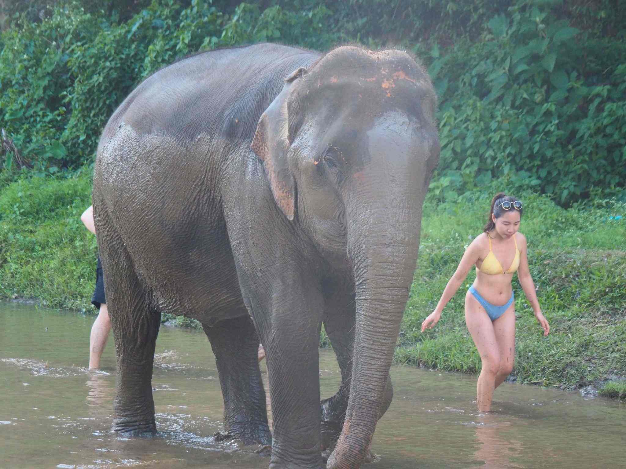 清邁大象友善體驗營Elephant Jungle Sanctuary大象散步