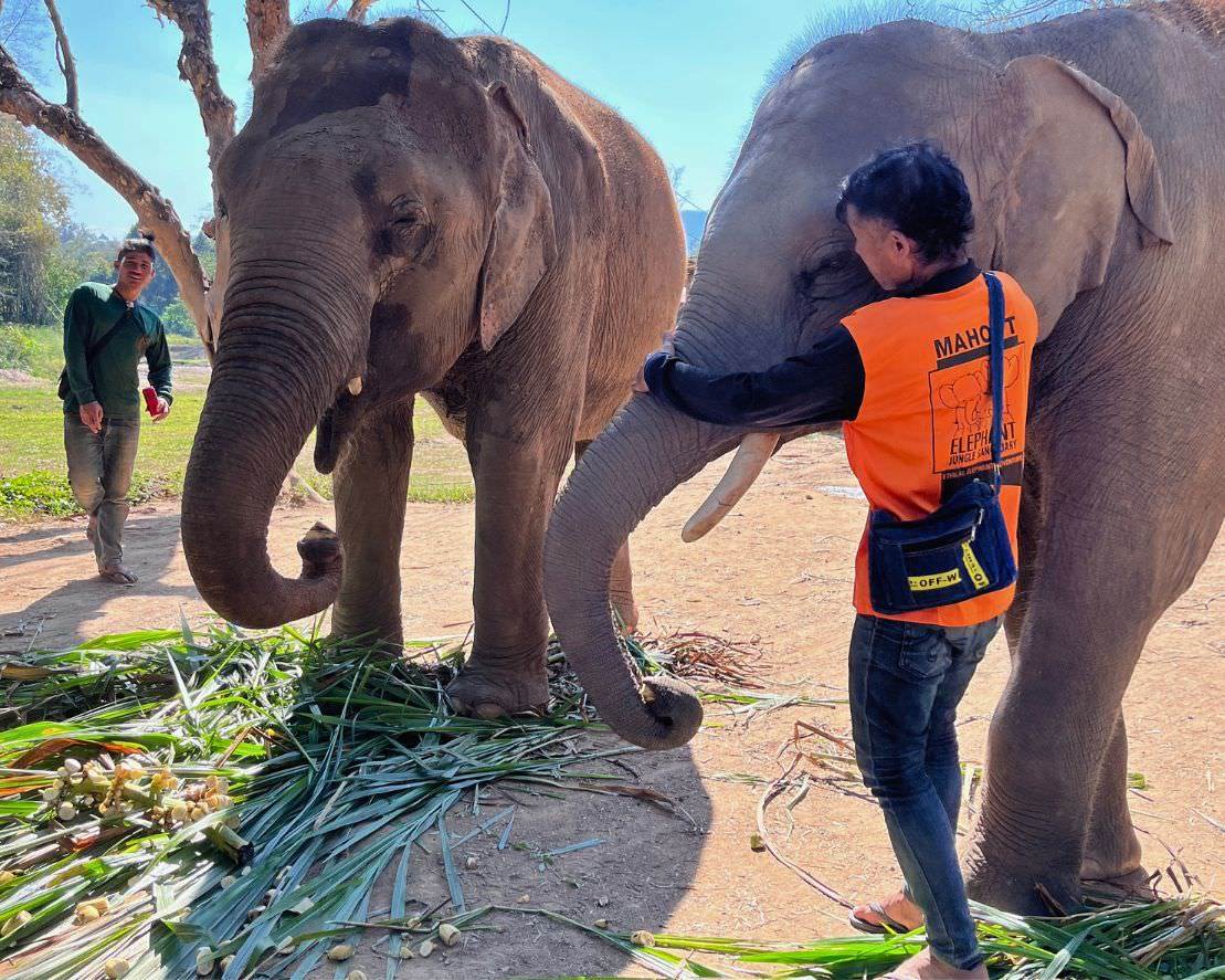 清邁大象友善體驗營Elephant Jungle Sanctuary馴象師