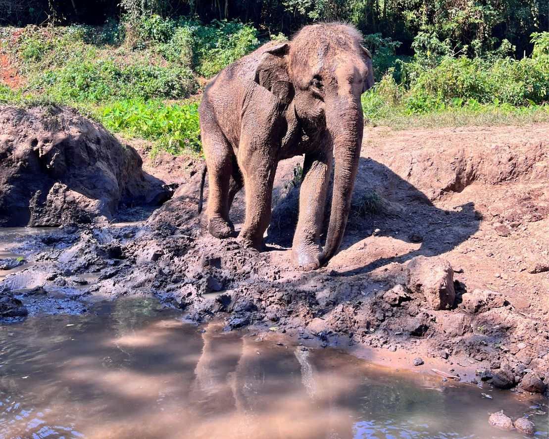 清邁大象友善體驗營Elephant Jungle Sanctuary大象河邊散步