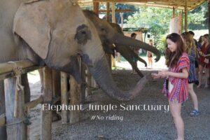 Elephant Jungle Sanctuary 清邁大象體驗營