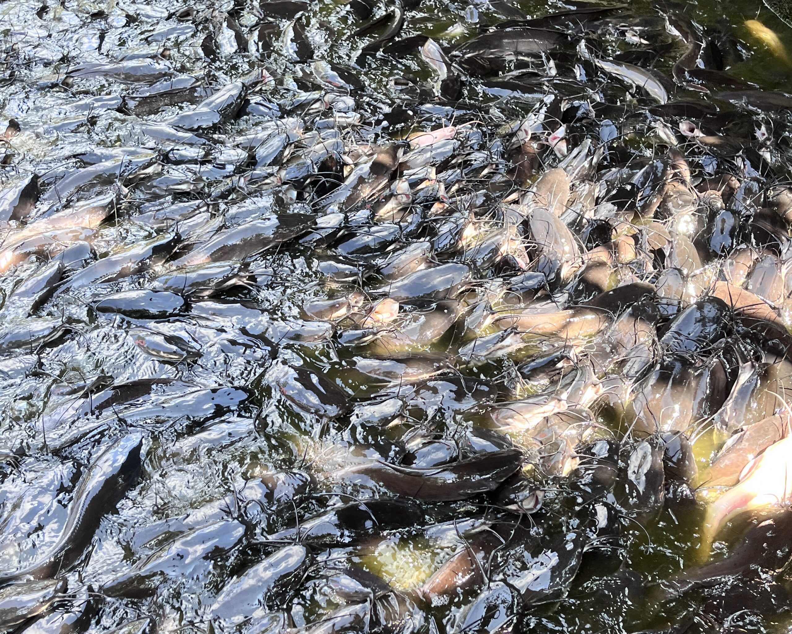 胡志明行程 湄公河一日遊