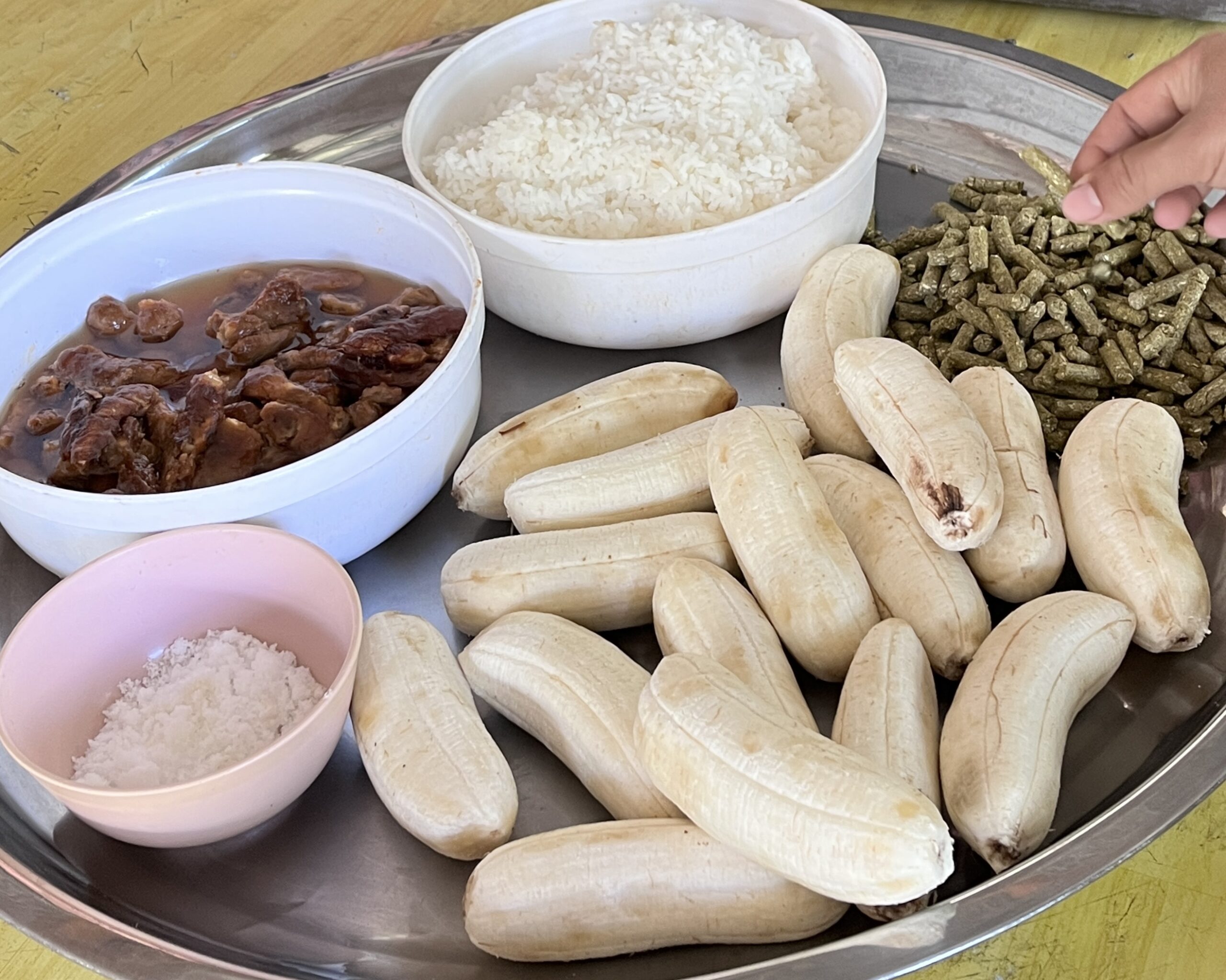 清邁大象 清邁大象