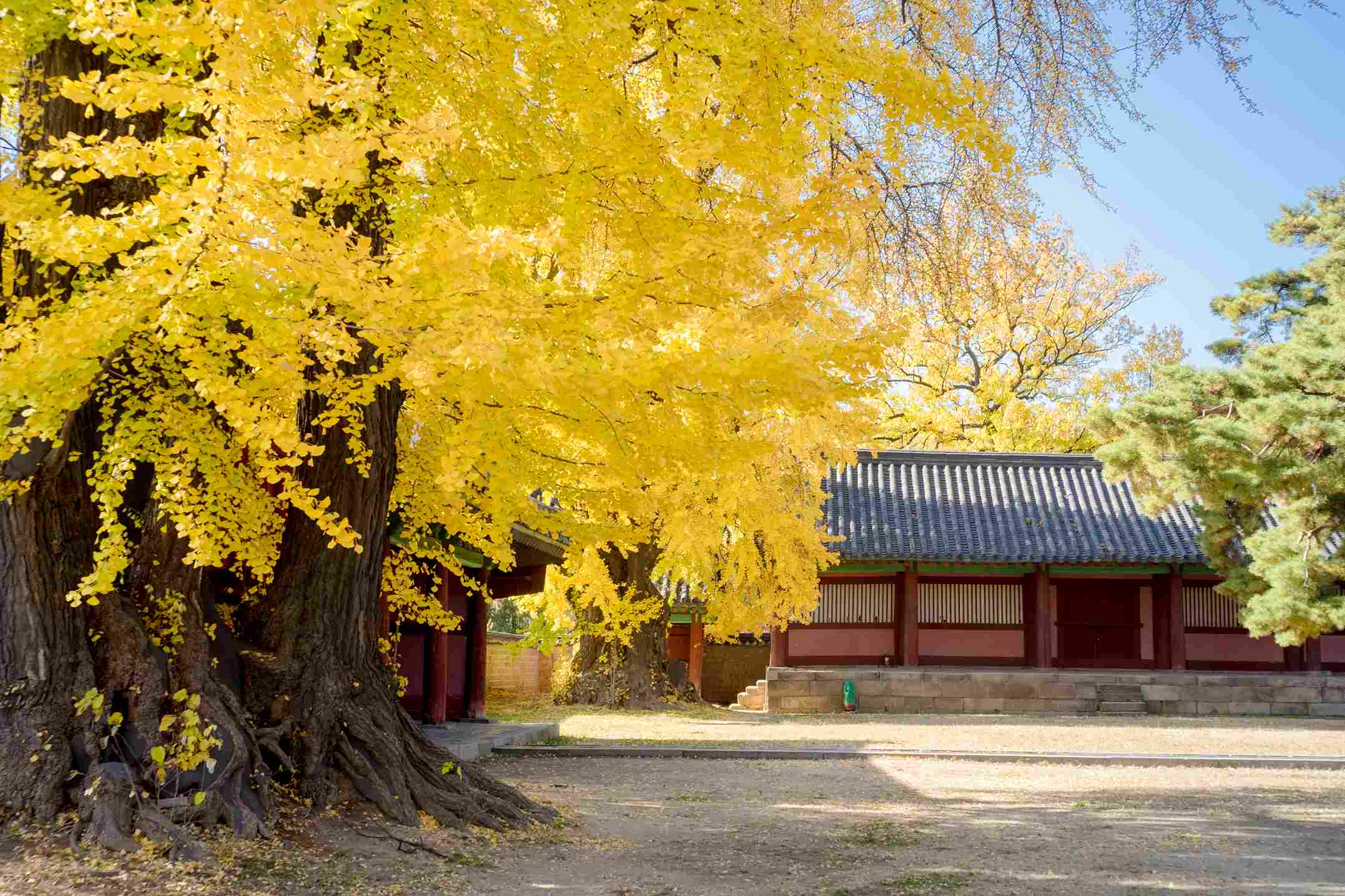 成均館明倫堂 成均館明倫堂