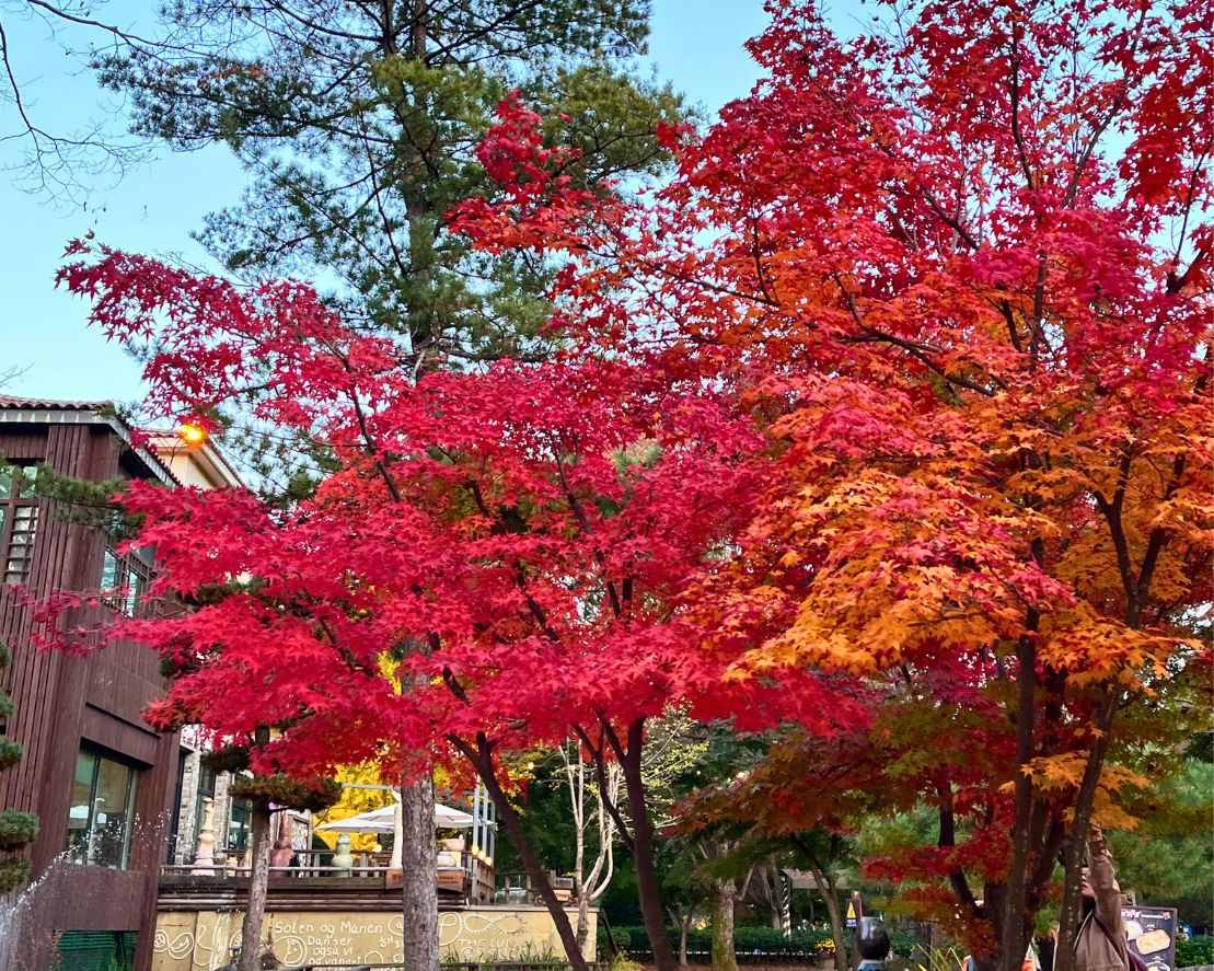 南怡島一日遊楓葉