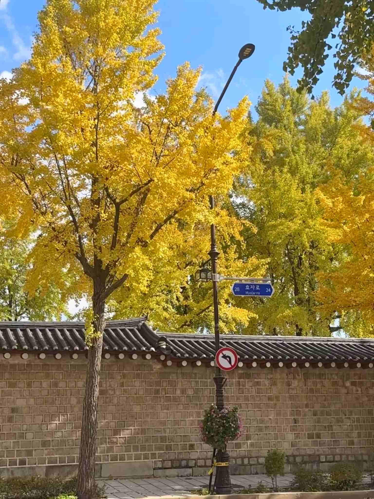 2025/11/2 景福宮銀杏實況 2025/11/2 景福宮銀杏實況