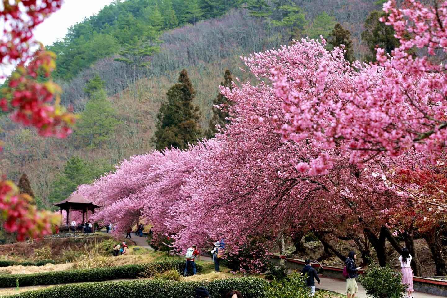 兆豐櫻花園 兆豐櫻花園