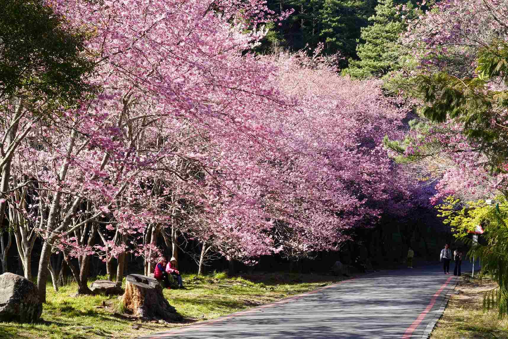 古松櫻花帶 古松櫻花帶