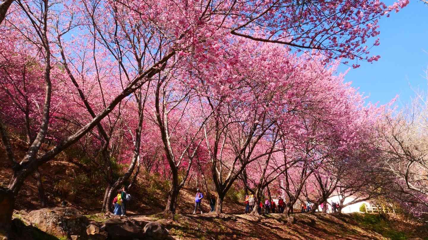 妙高櫻花坡 妙高櫻花坡