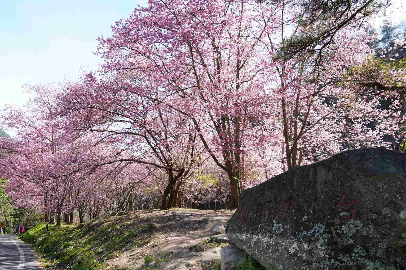 桃園櫻花台 桃園櫻花台