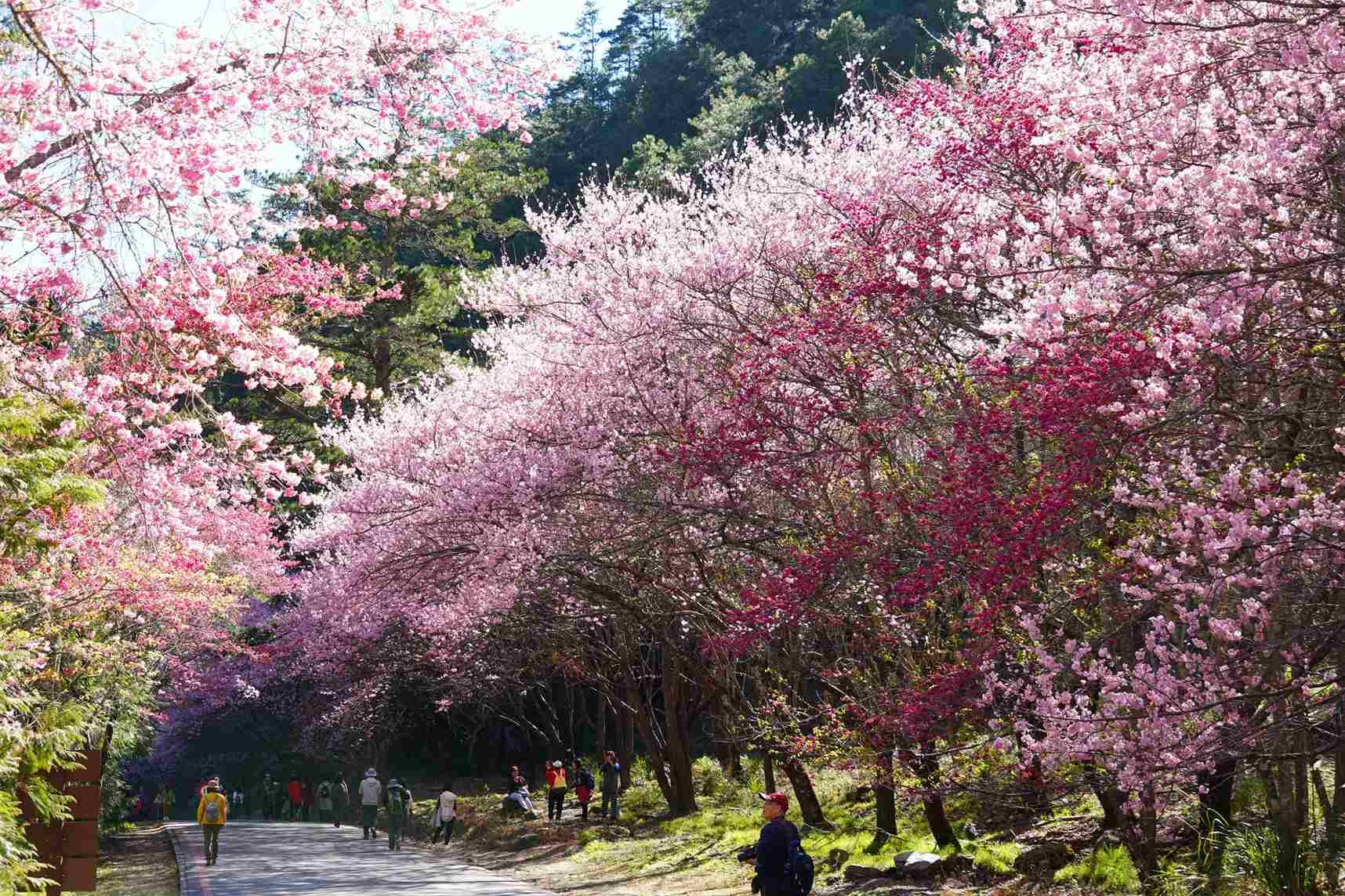 隘口櫻花林 隘口櫻花林