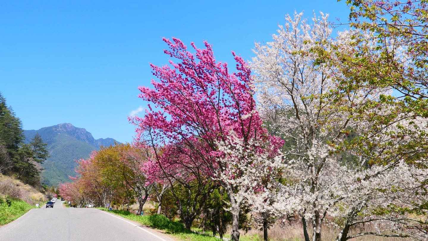 霧社櫻花群 霧社櫻花群