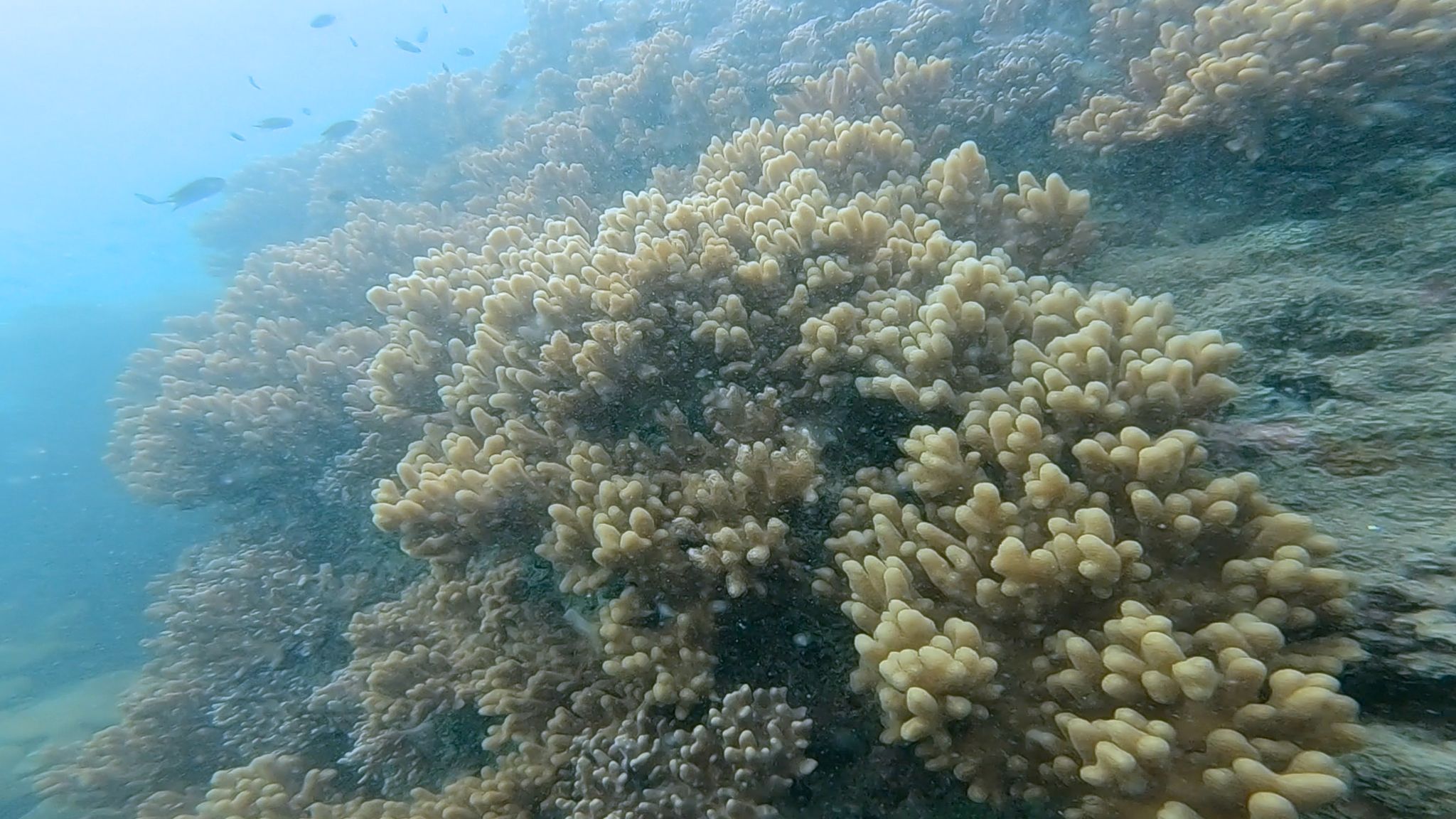 富國島快艇浮潛小團一日遊