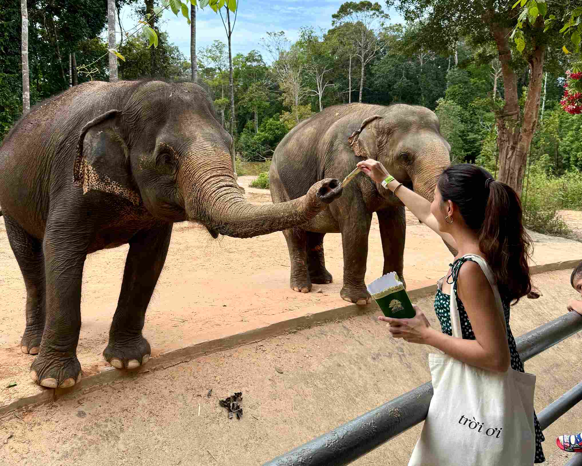 富國島珍珠野生動物園大象餵食