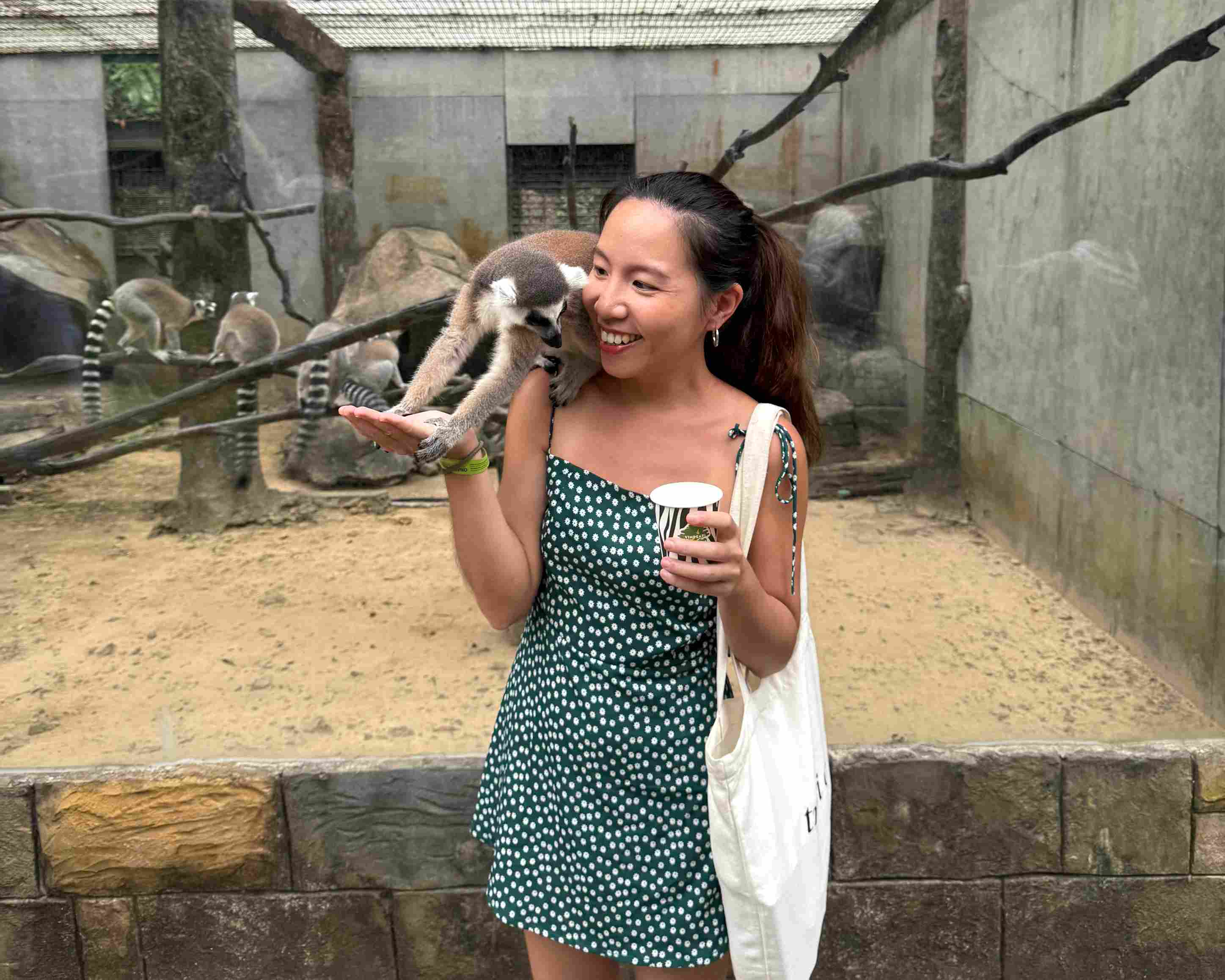 富國島珍珠野生動物園環尾狐猴餵食