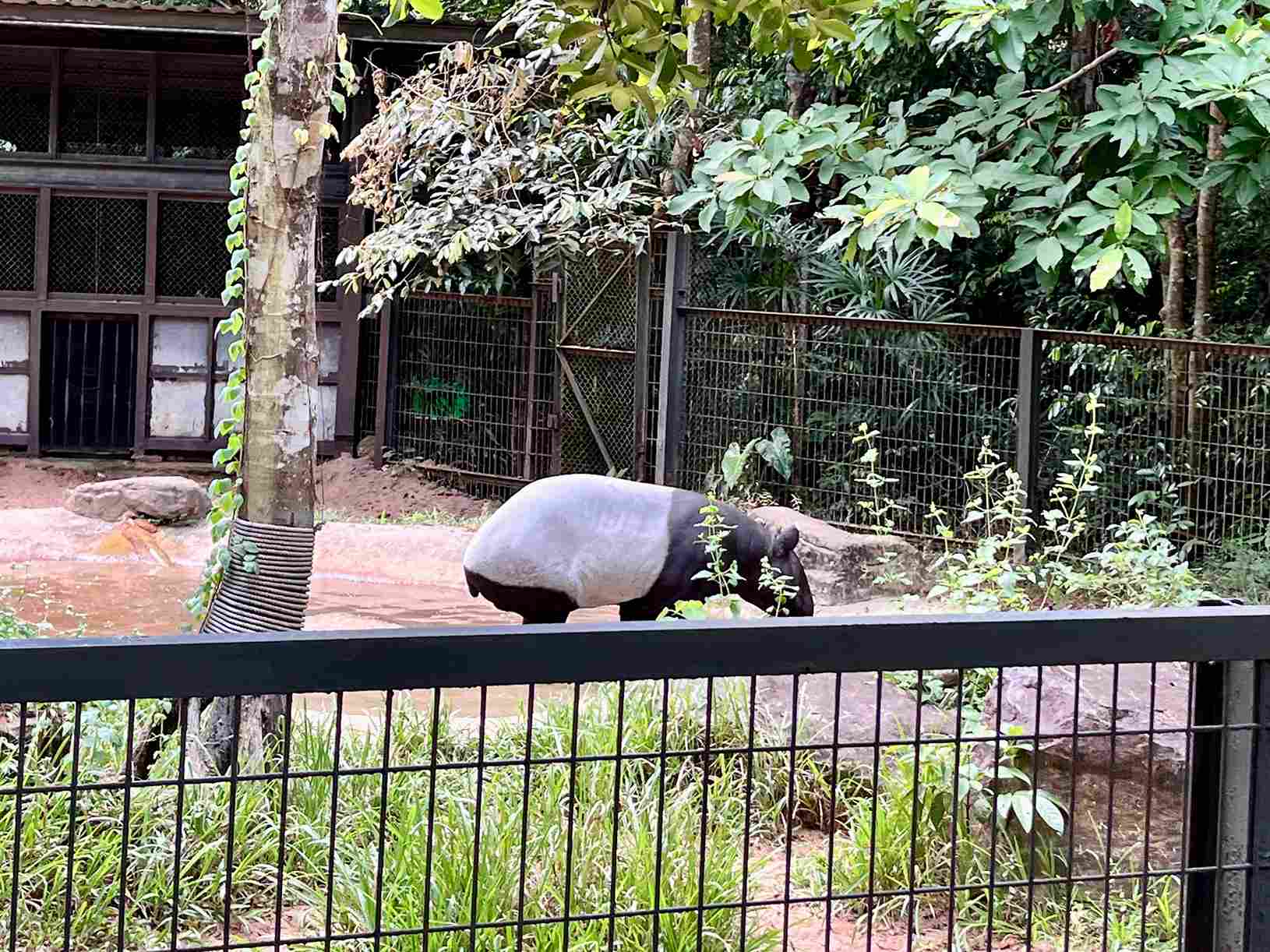 富國島珍珠野生動物園馬來膜