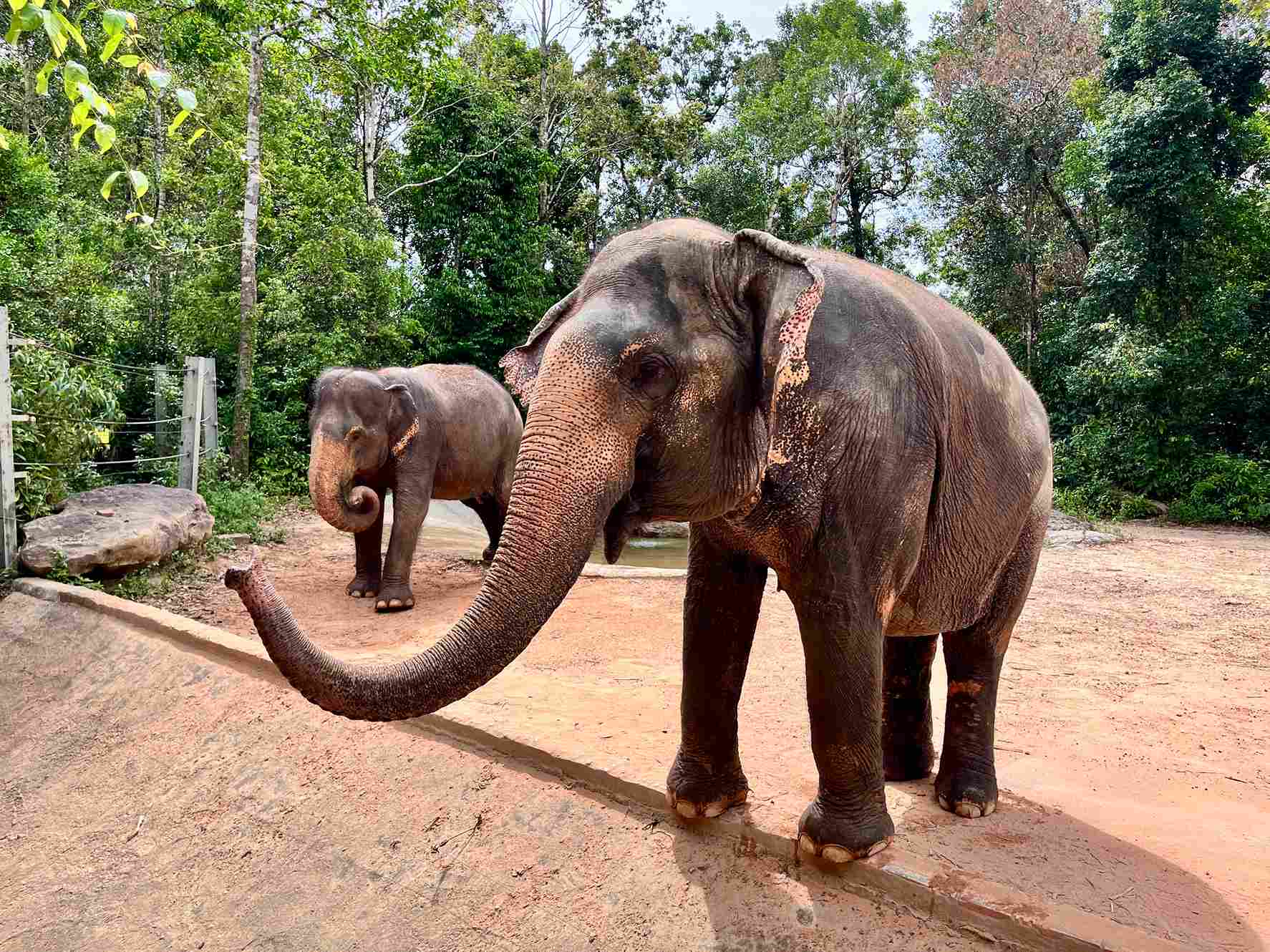 富國島珍珠野生動物園大象區