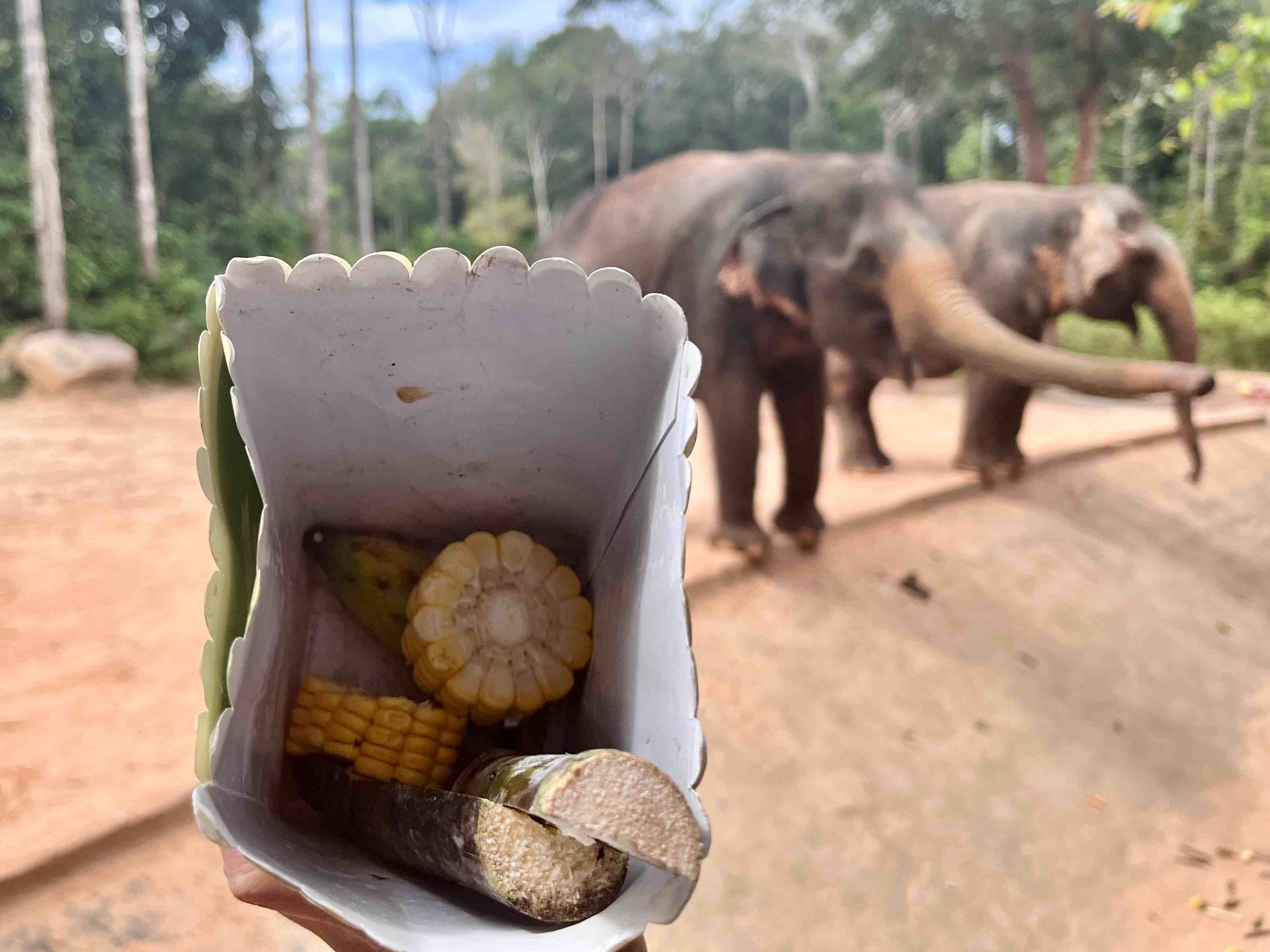 富國島珍珠野生動物園大象飼料