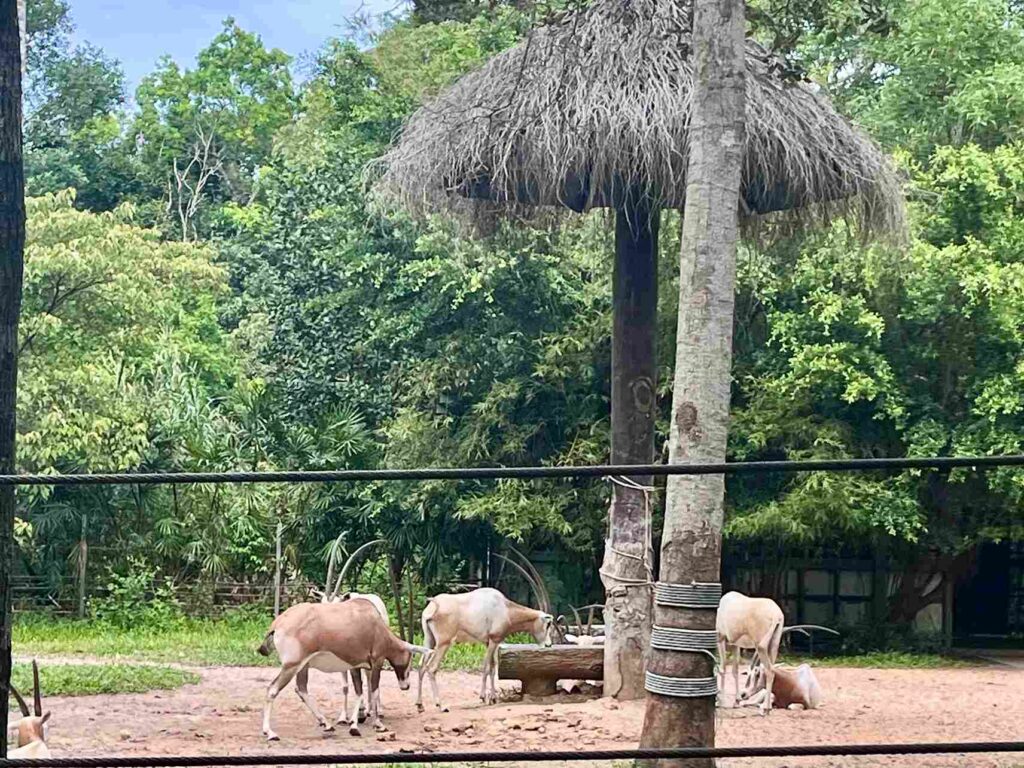 富國島珍珠野生動物園羚羊