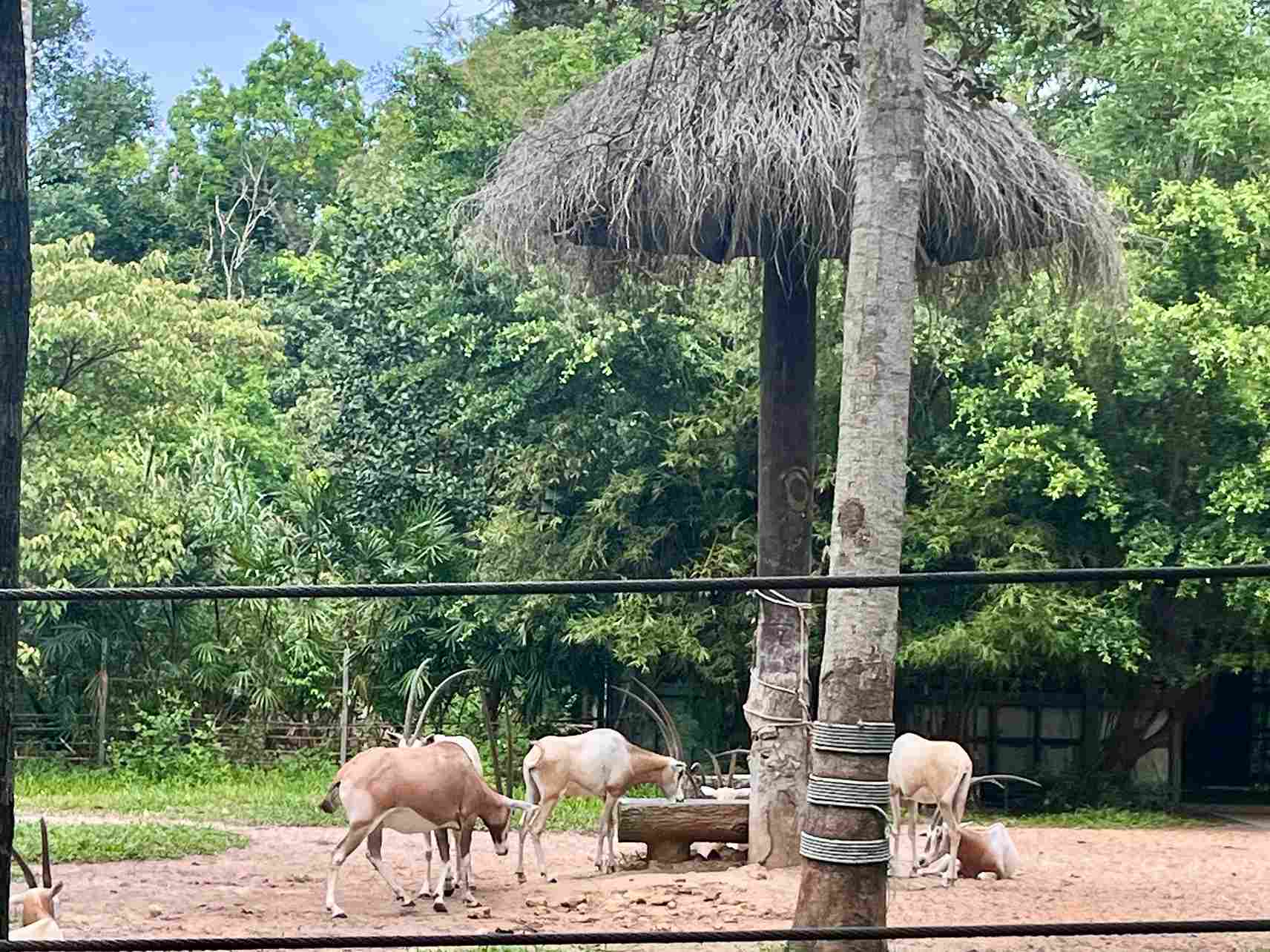 富國島珍珠野生動物園羚羊 富國島珍珠野生動物園羚羊