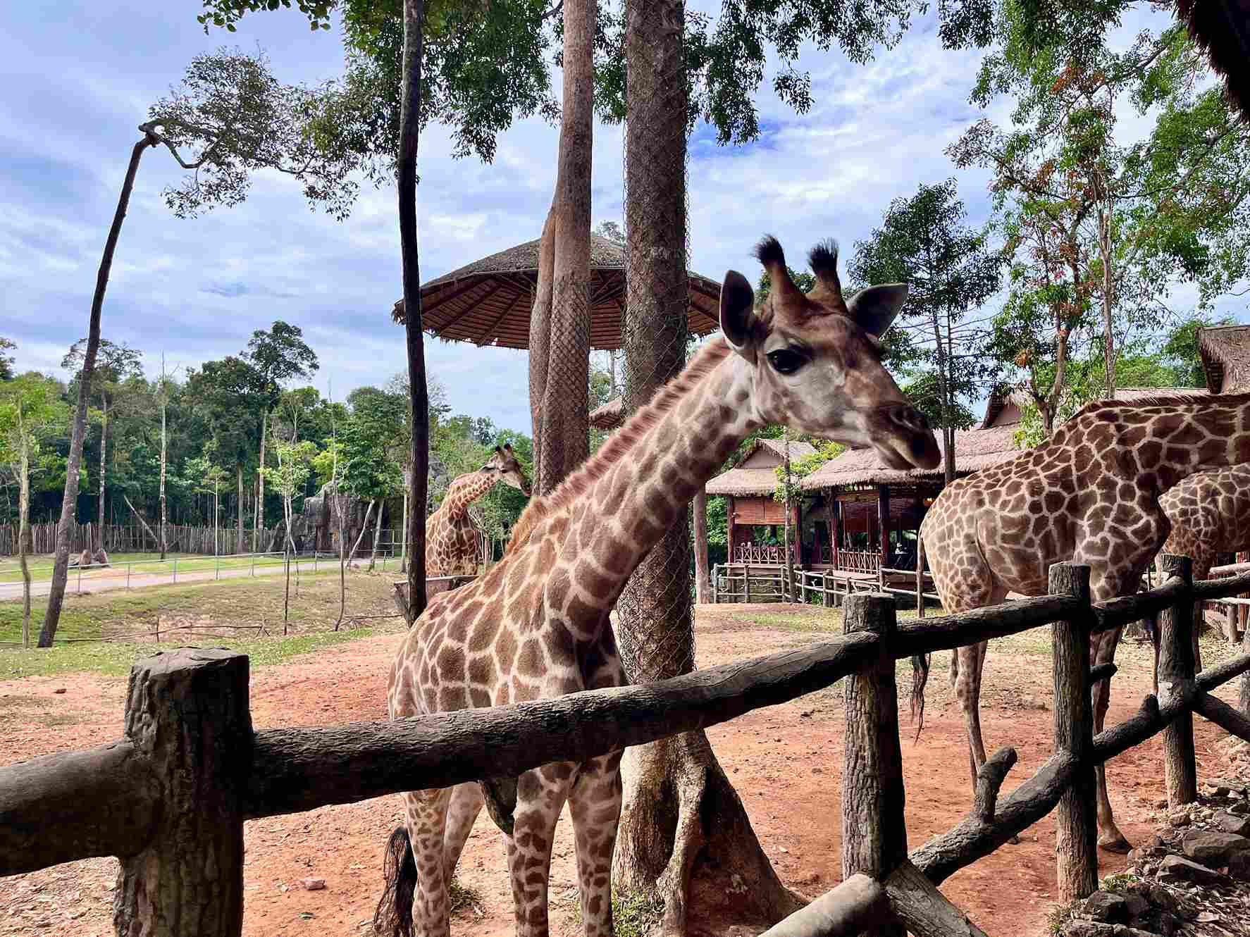 富國島珍珠野生動物園長頸鹿