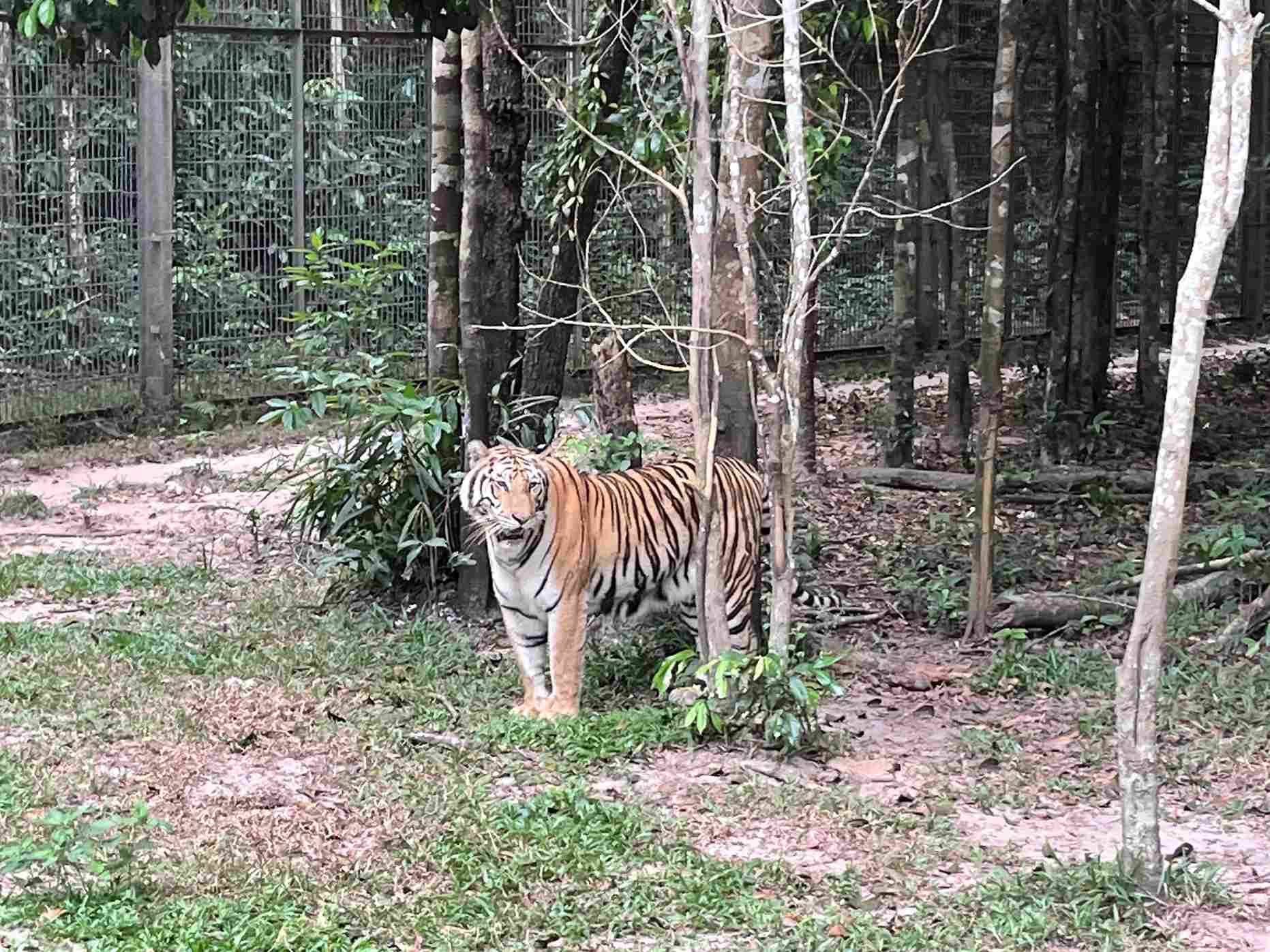 富國島珍珠野生動物園孟加拉虎