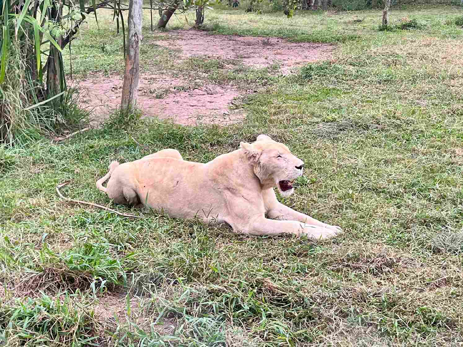 富國島珍珠野生動物園母獅