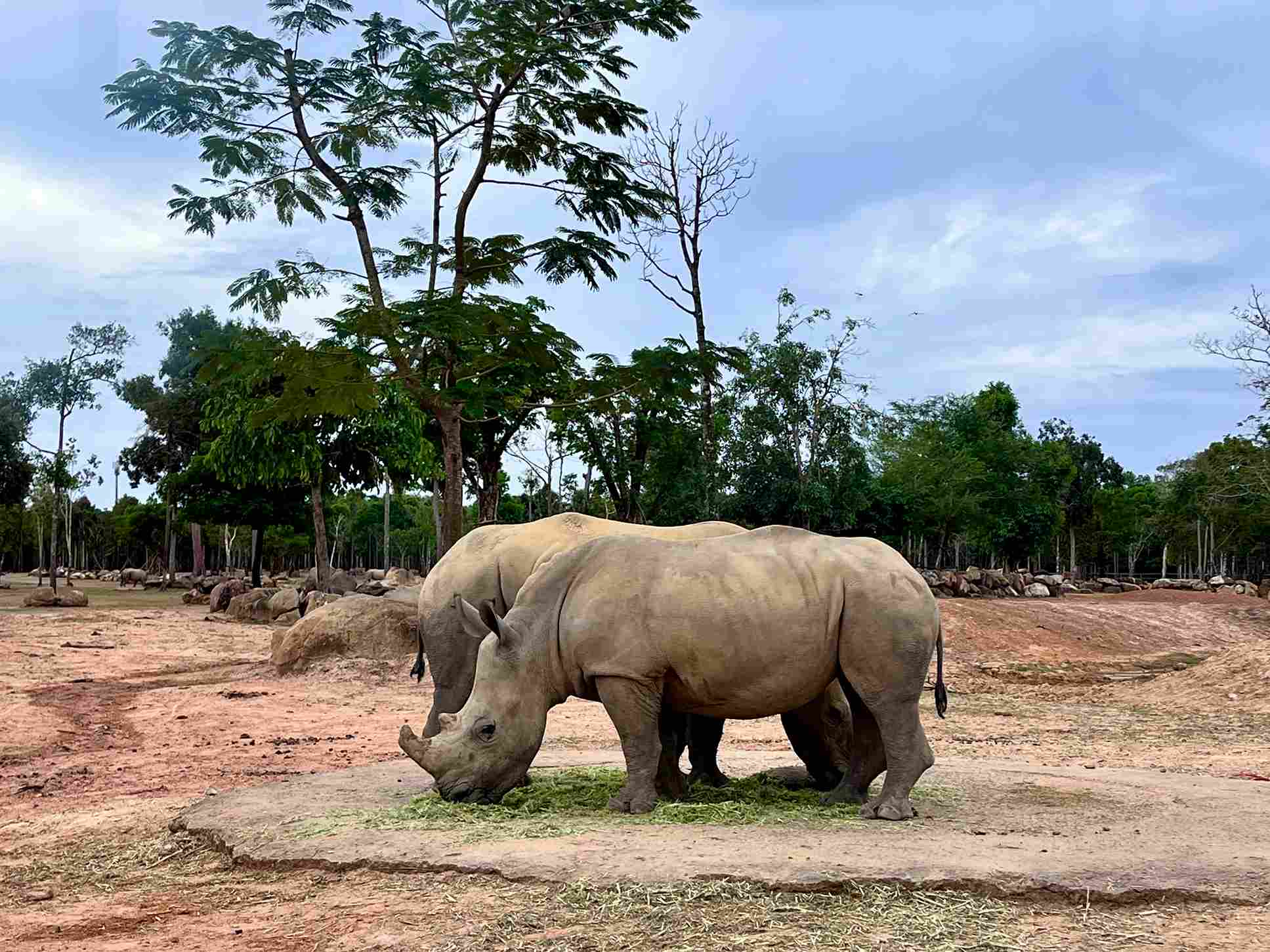 富國島珍珠野生動物園犀牛