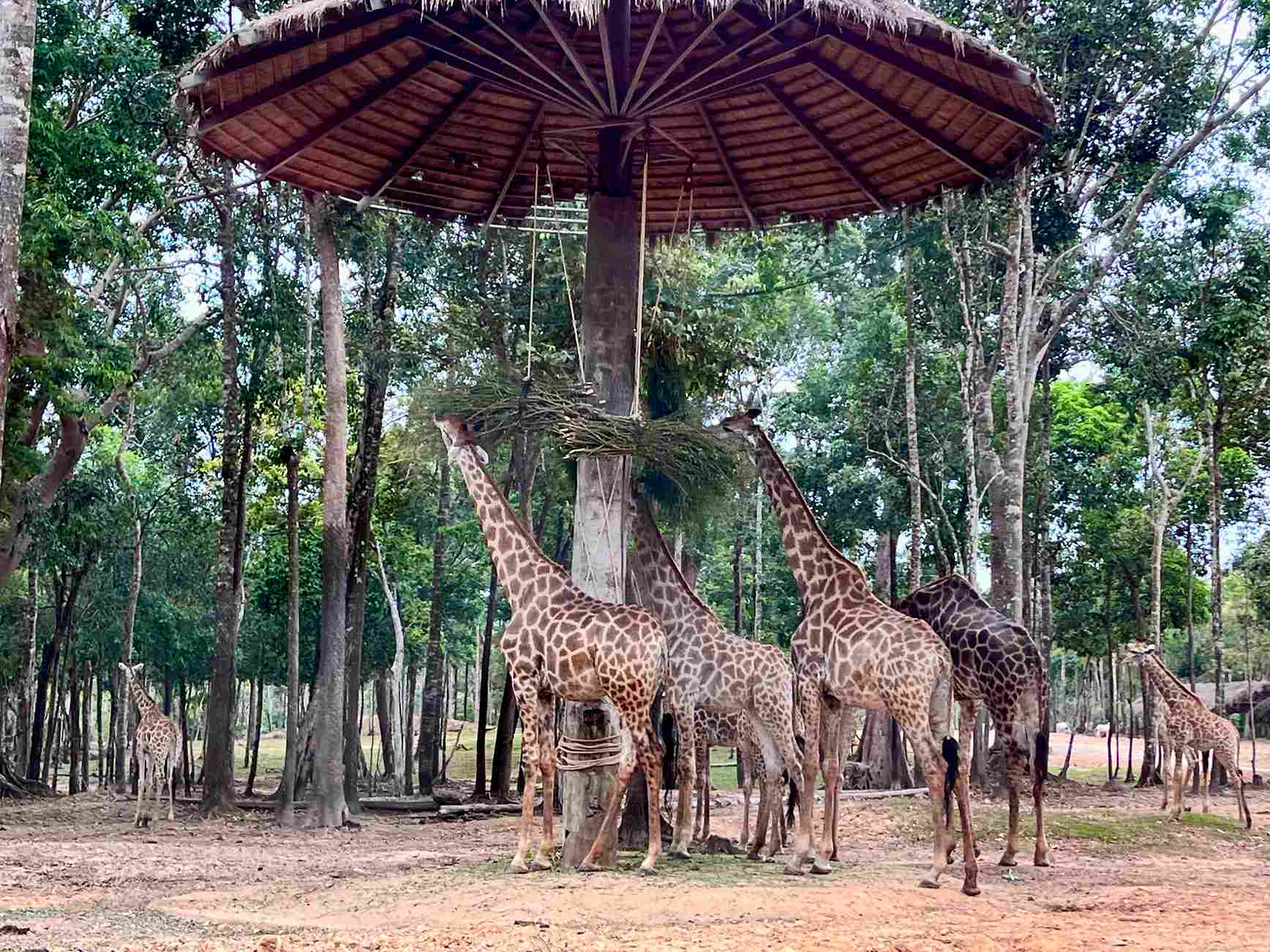 富國島珍珠野生動物園長頸鹿