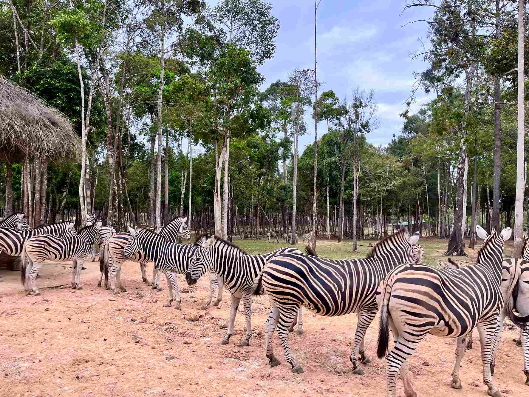 富國島珍珠野生動物園斑馬