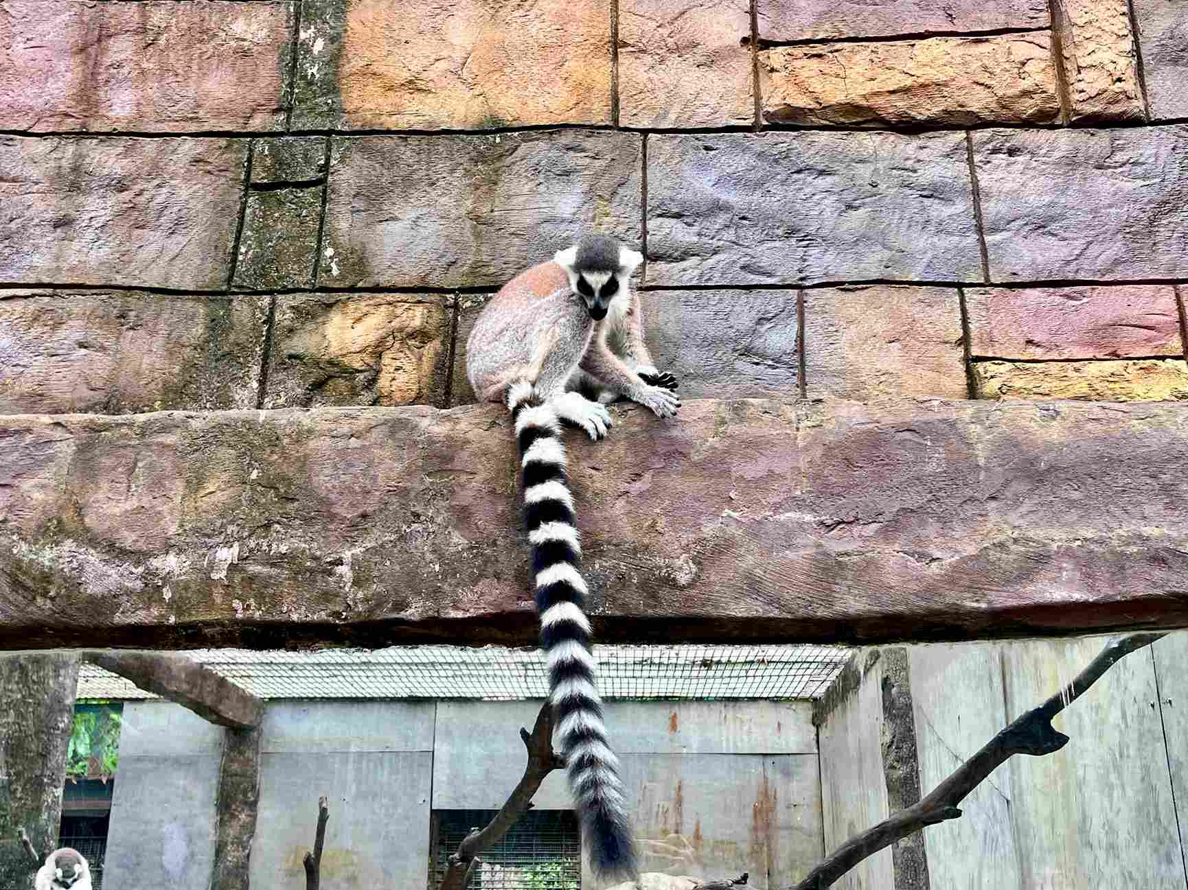 富國島珍珠野生動物園環尾狐猴