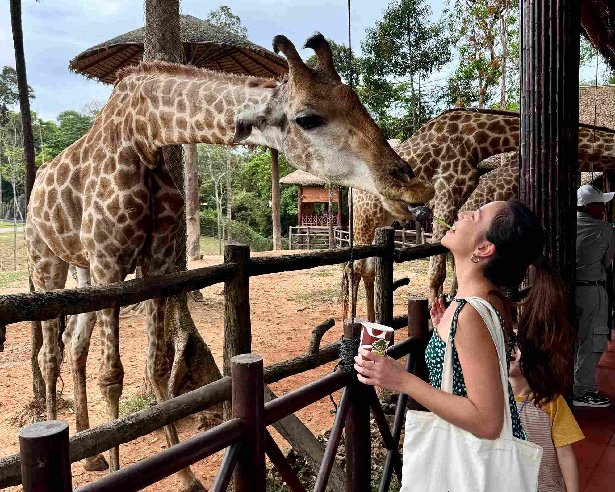 富國島珍珠野生動物園長頸鹿餵食