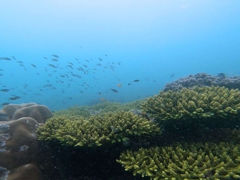 富國島安泰群島跳島浮潛