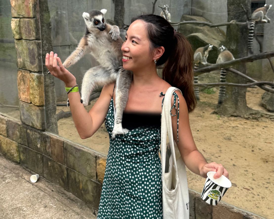 富國島珍珠野生動物園環尾狐猴餵食 富國島珍珠野生動物園環尾狐猴餵食