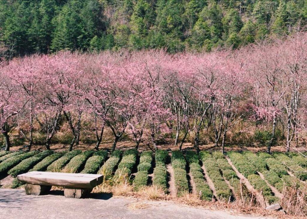 武陵農場