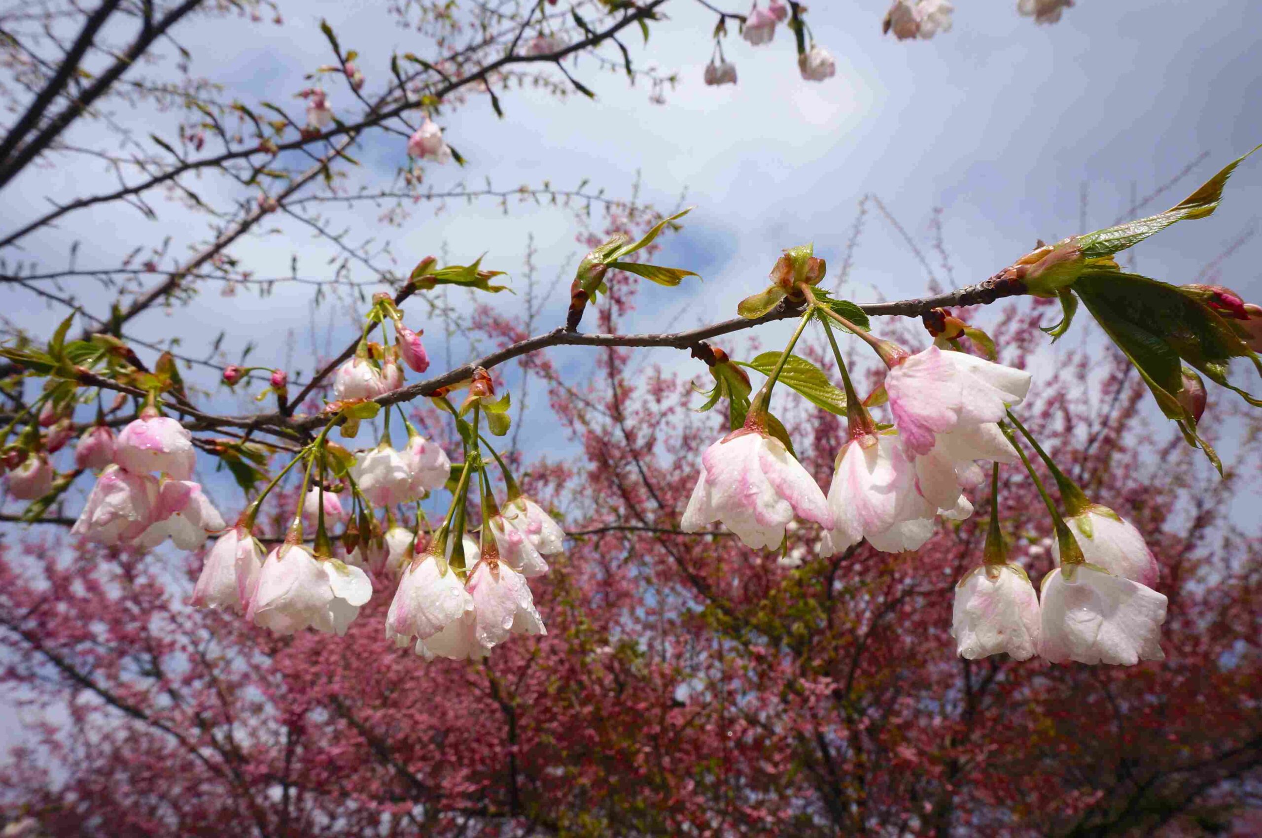 福壽山農場千櫻園花況