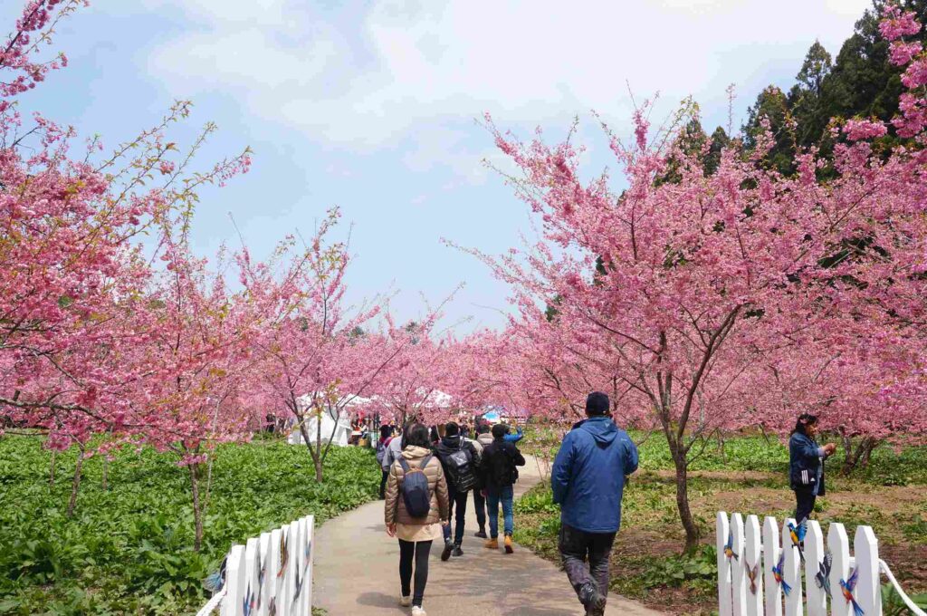 福壽山農場千櫻園