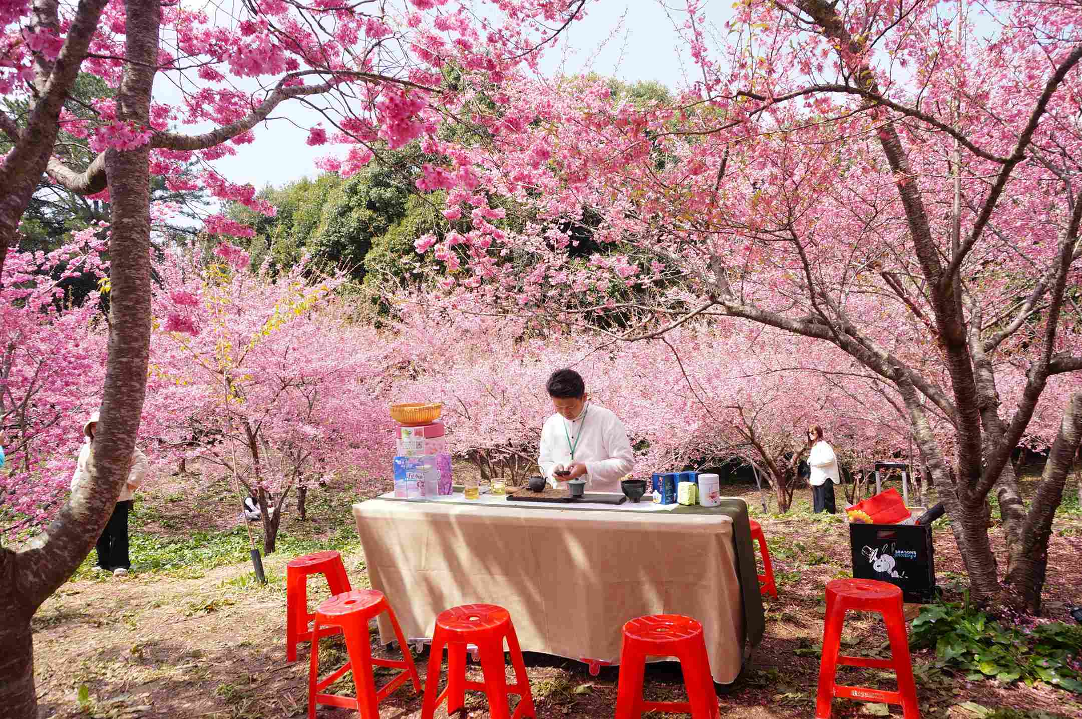 福壽山農場千櫻園花況