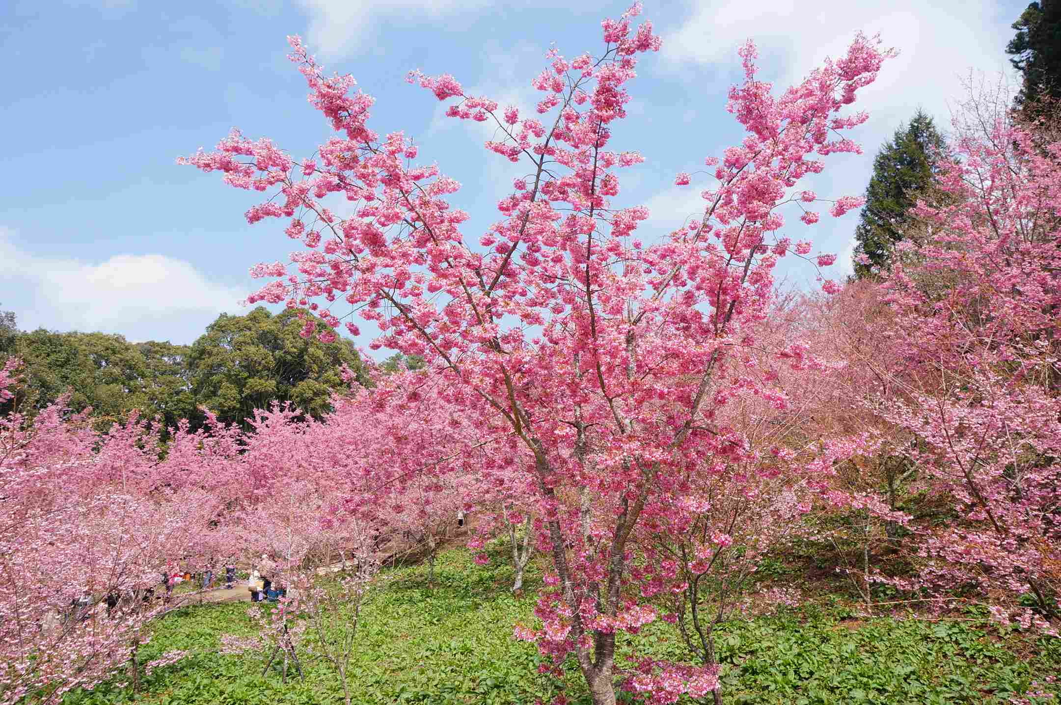 福壽山農場千櫻園花況