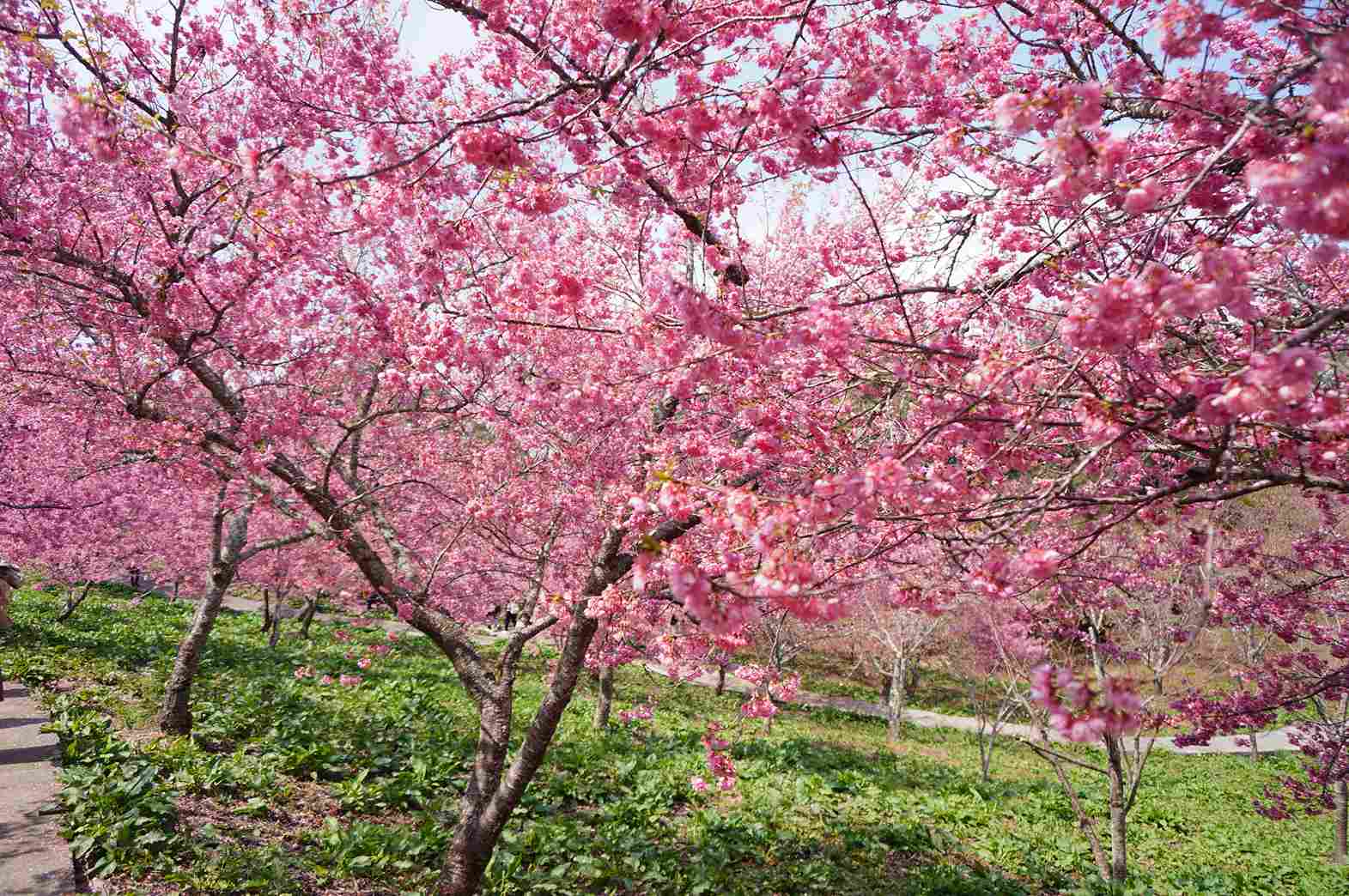 福壽山農場千櫻園花況